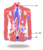 Система DIERS Formetric 4D (60 кадров)